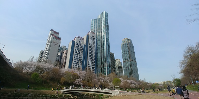 [서울] 양재천 벚꽃축제~ & 양재천 산책로 !!!