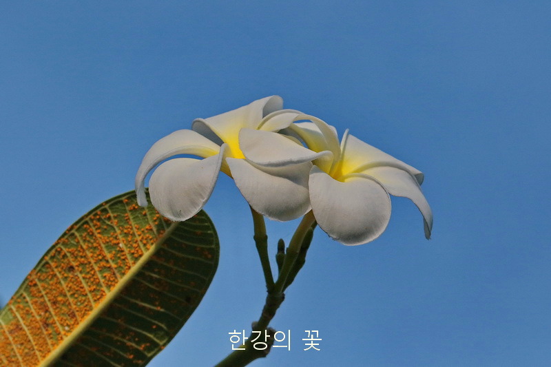 플루메리아