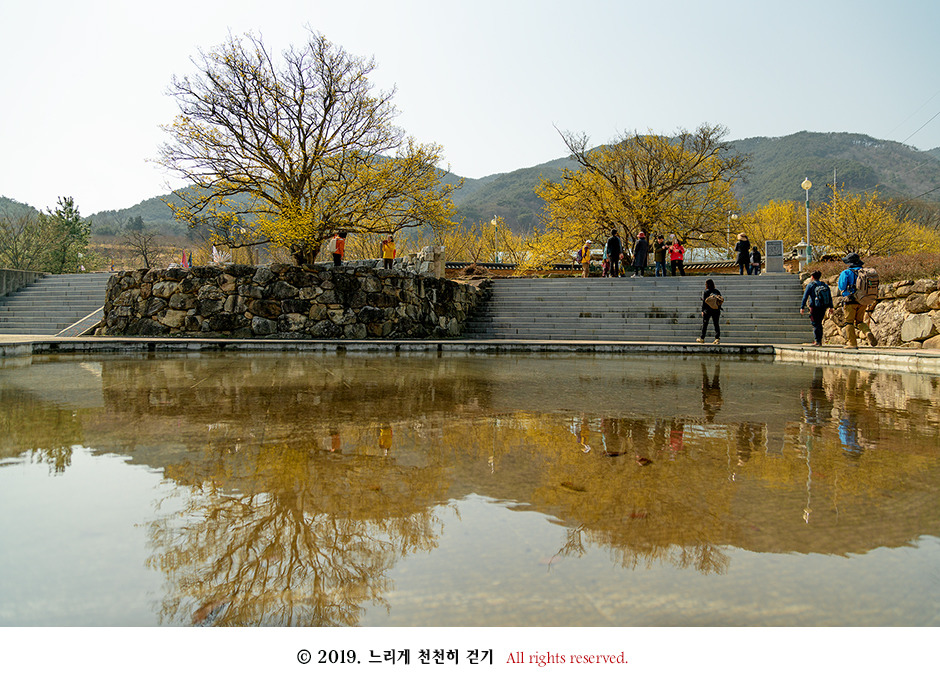 구례 현천마을의 노란 봄빛과 천년의 나무 계척마을 산수유시목지