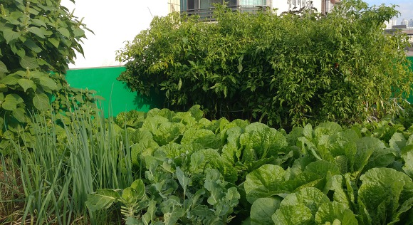태풍이 온다는 아침 옥상 텃밭 가을 배추 돌보기...
