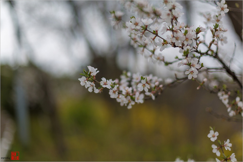 2019.04.09 인왕산 개나리길을 걷다
