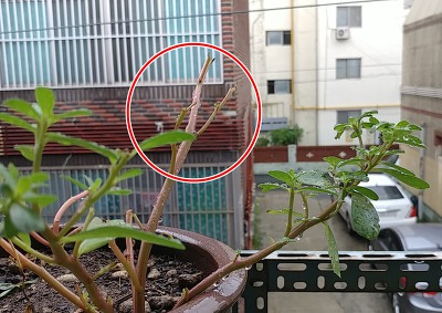 비둘기 쇠비름을 뜯어 먹은...