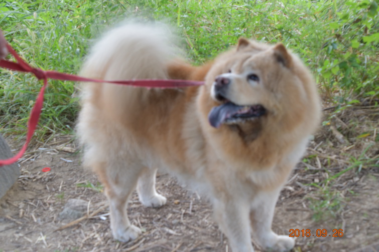 반려동물은 사람과 사는 게 행복일까