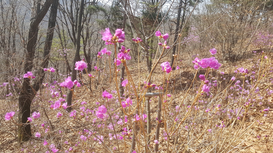 [청계산-옥녀봉 산행일지/2019.04.07]