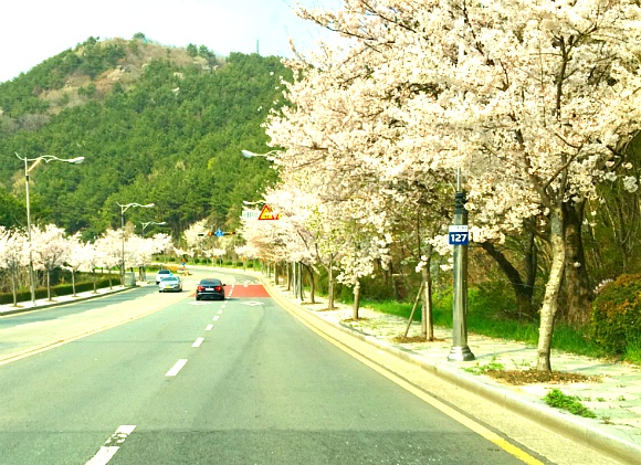 부산 벚꽃 명소 / 백운포 가는 길