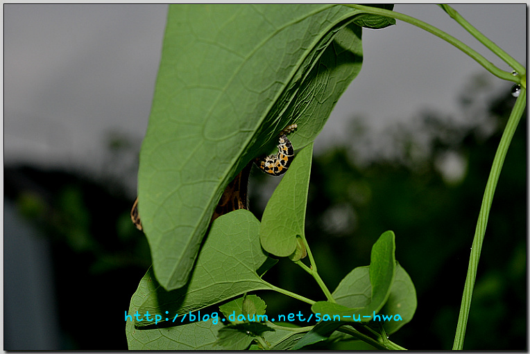 꼬리명주나비의 산란