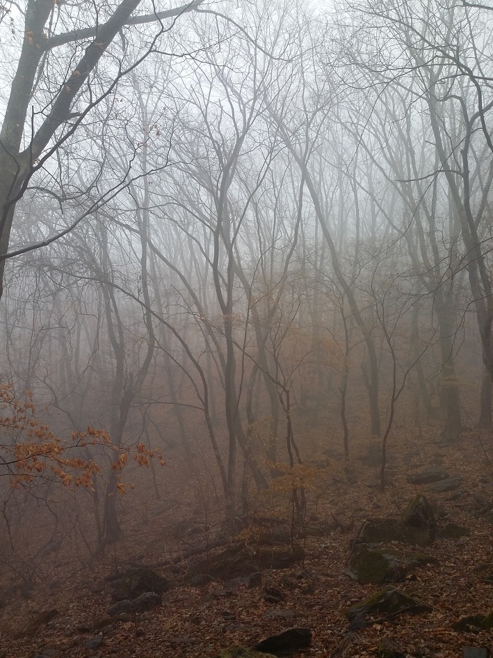 천마산, 봄바람난 년들을 찾아 나서다.