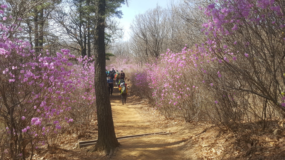 [청계산-옥녀봉 산행일지/2019.04.07]