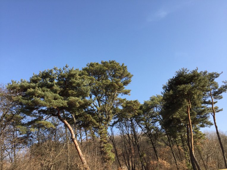 울 강쥐랑 산책중 뒷동산에서