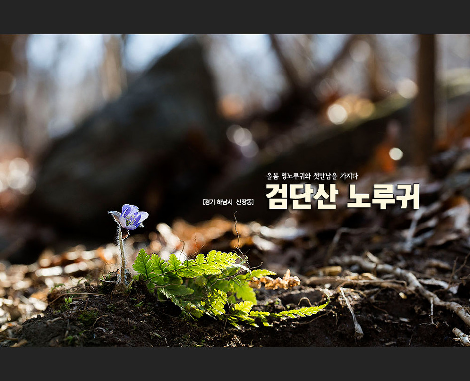 [하남] 검단산 청노루귀