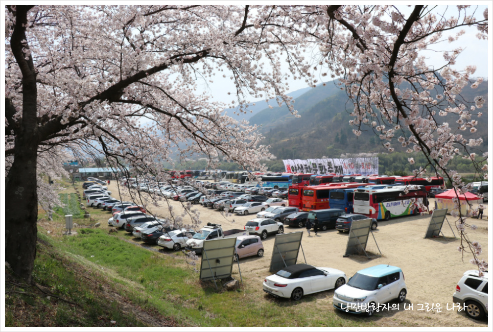 [경남 하동] 절정의 벚꽃을 만나다