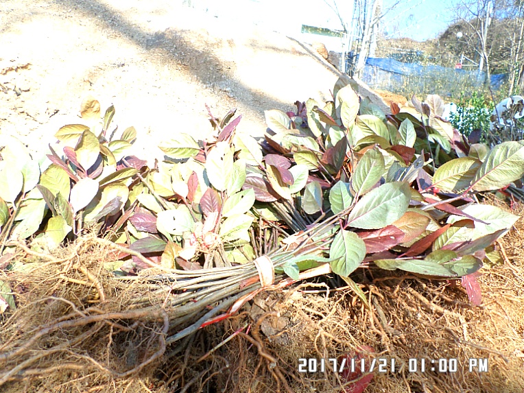 아로니아[쵸코베리]분양