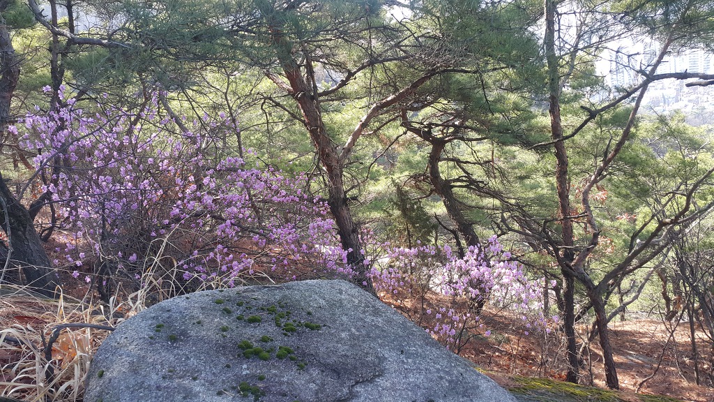 불암산둘레길 불암산진달래길 불암산정상 불암산