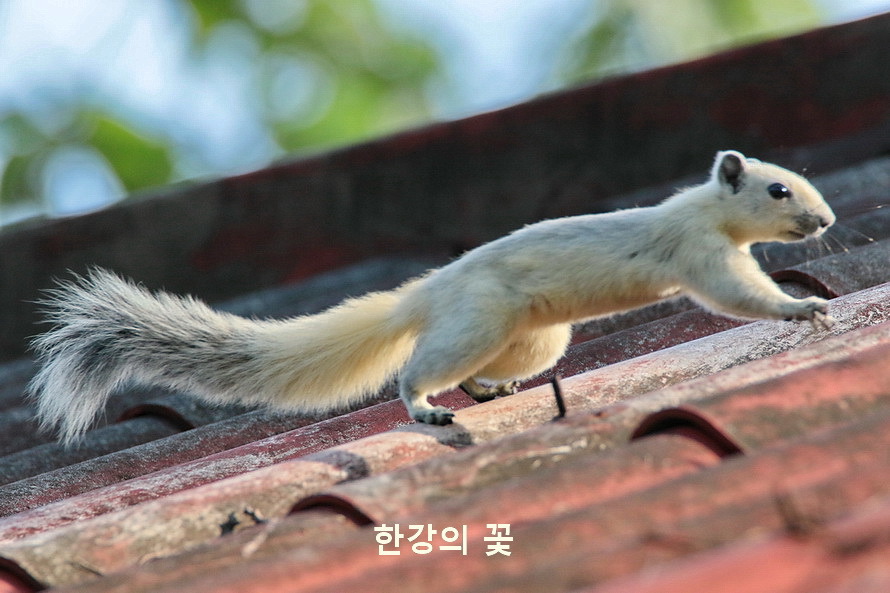 흰 다람쥐