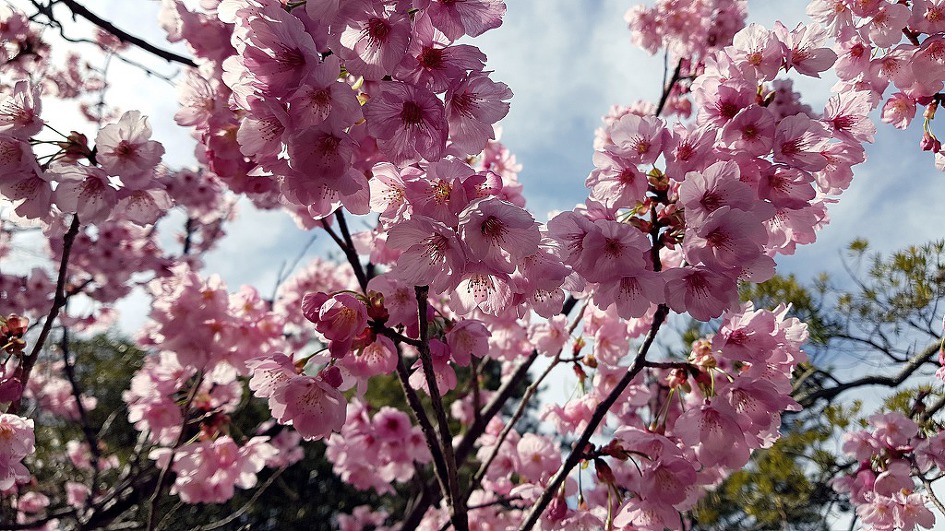카와츠 (河津桜) 벚꽃-꽃말은 '순결' '담백' '절세미인' 