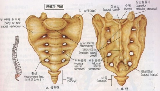 천골,섹스에 중요한,숨..