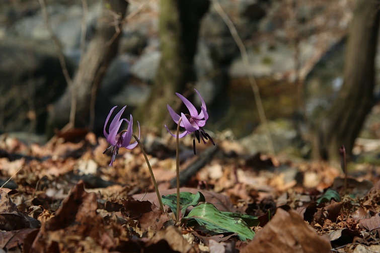 얼레지 화야산 <2019 .4.4.>