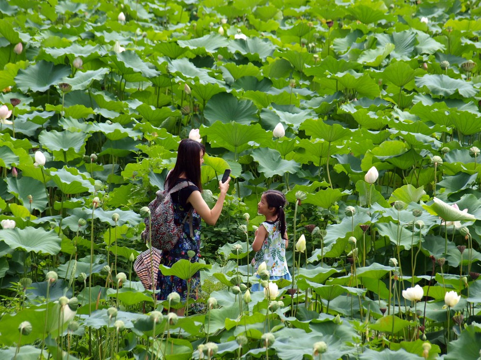 철마 연꽃공원 다녀오다