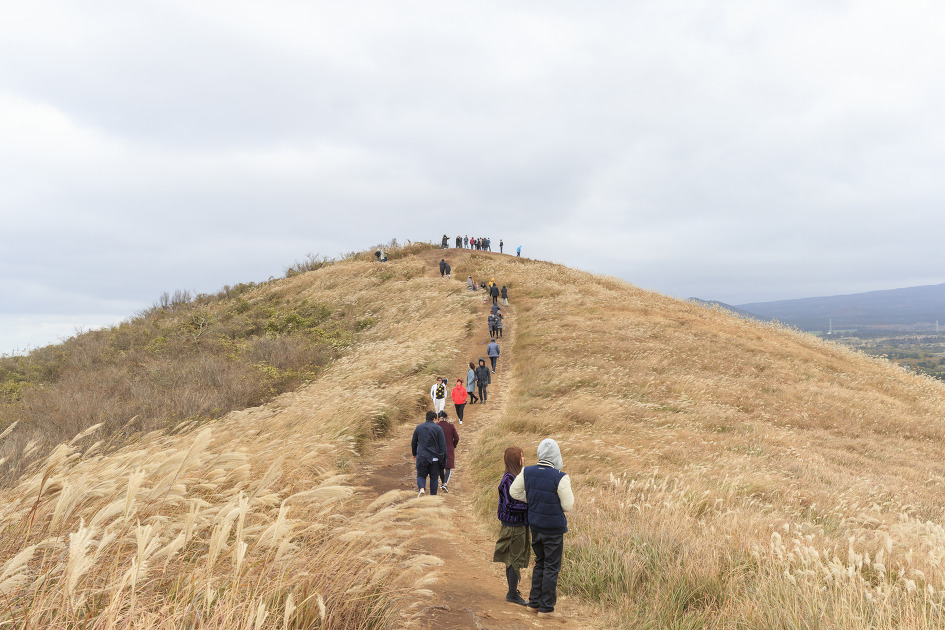 억새가 장관을 이루는 제주 새별오름