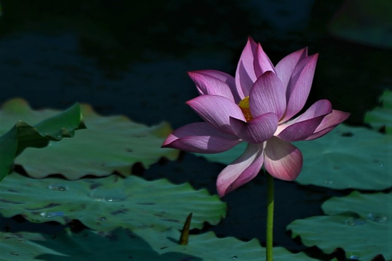 서오리 이미지