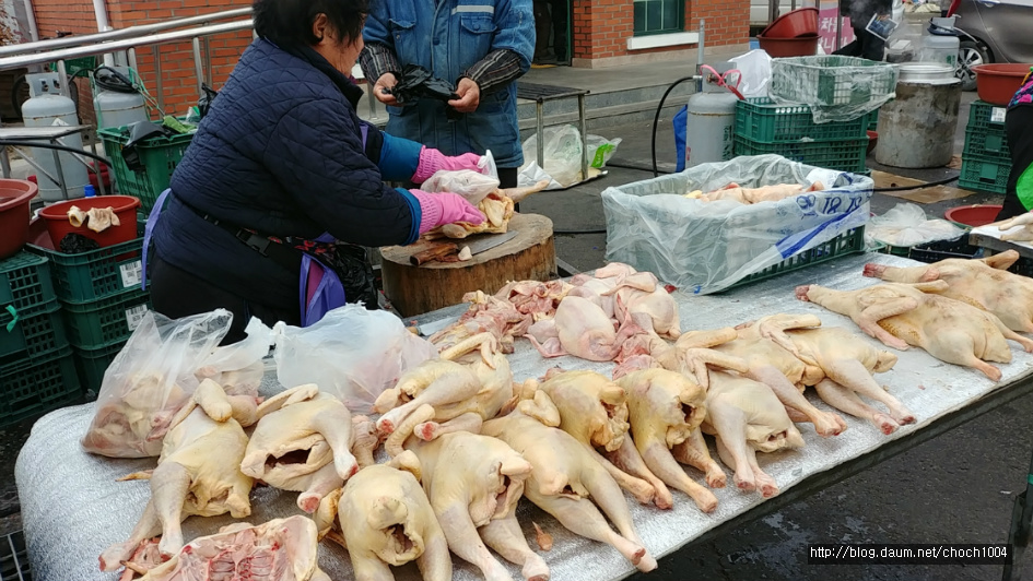 촌닭과오리 이미지