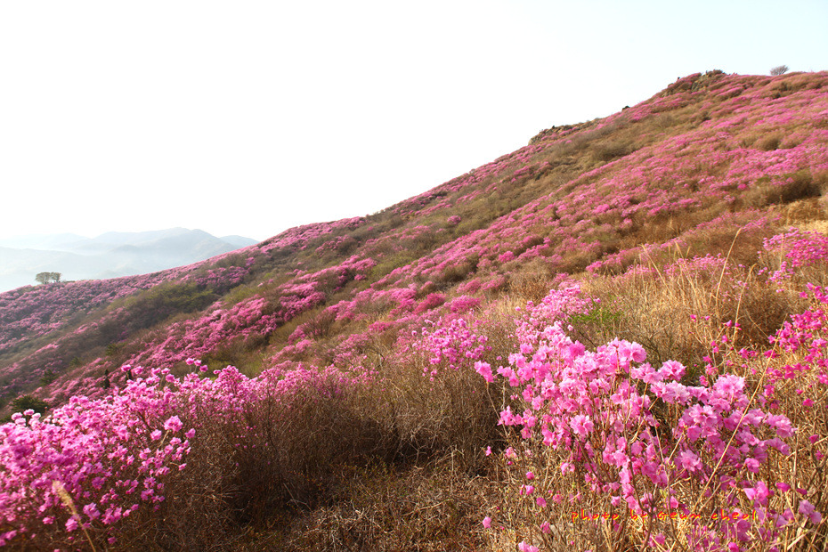 영취산 진달래 2018.03.31