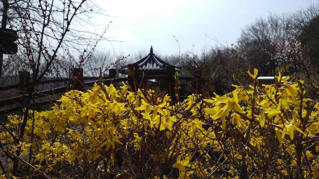 구미에코랜드_산동 참 생태숲 봄꽃