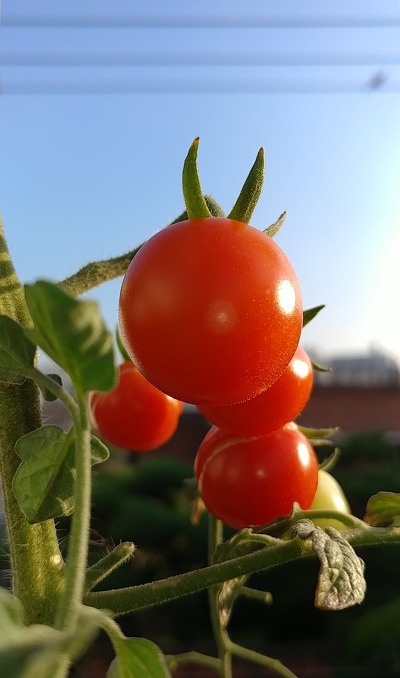 살충제 달걀 유럽 등 아사아 17개국 수출 된...