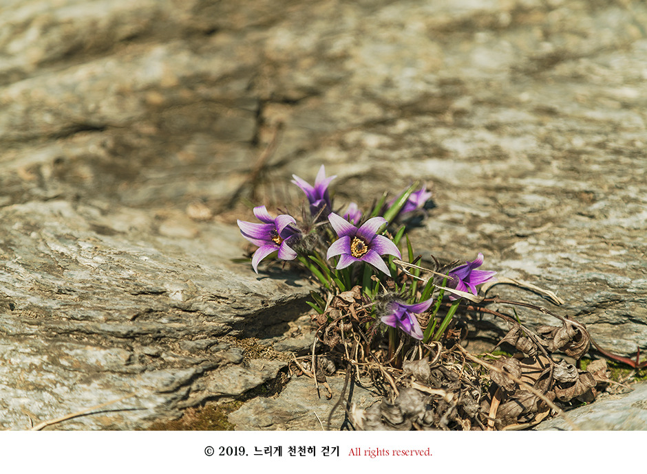 동강 생태체험관 앞 너른 바위에 피어있는 동강할미꽃
