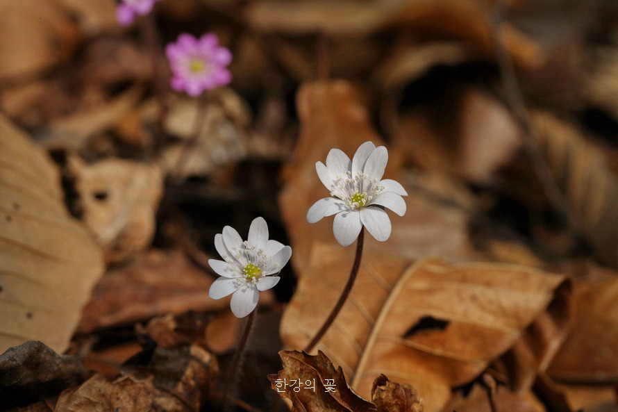 청계산 야생화탐사