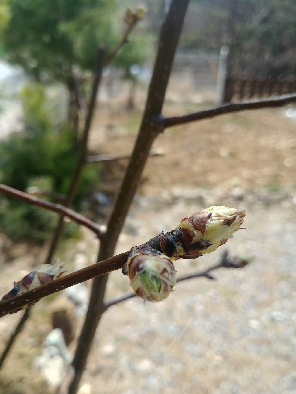 2019.4.7(일), 꽃봉오리