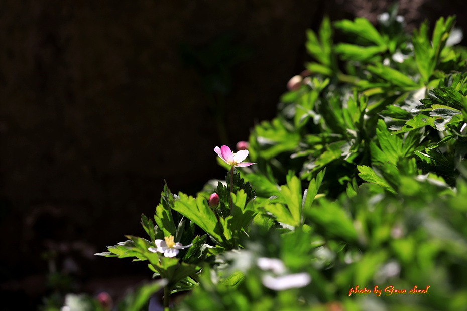 남바람꽃..2019.04.06