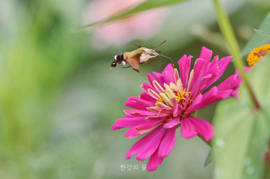 검은꼬리박각시