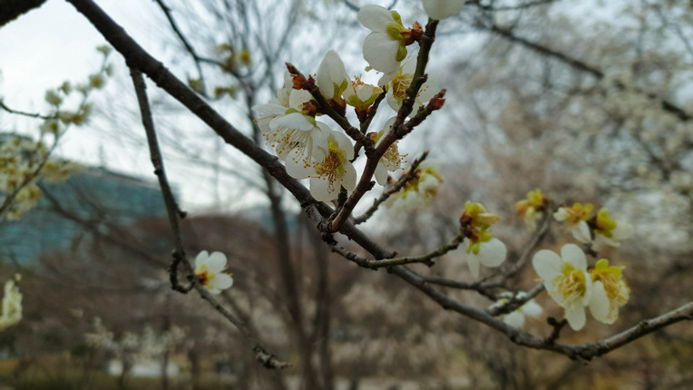 일산호수공원의봄