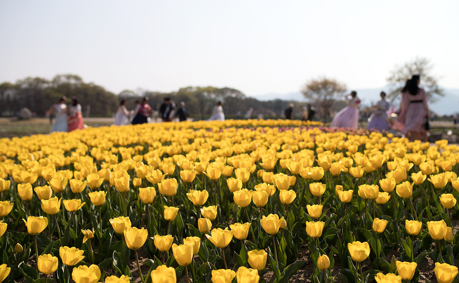 [2019 첨성대 간이공연장 벛꽃축제 공연 스케치] 경주 첨성대 주변 벚꽃축제장에서도 즐거움을 만끽할 수 있다 / 토함