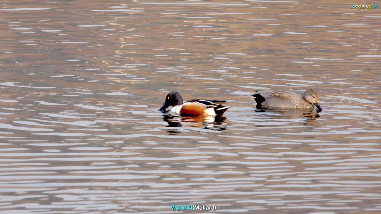 청둥오리(Mallard) 2019.01.18)금요일