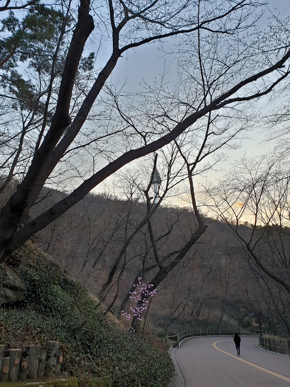 봄날 남산 나들이 산책..^&^