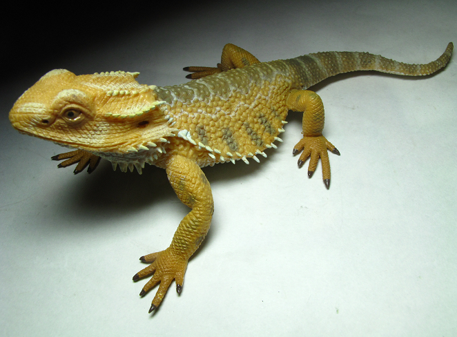 bearded dragon cuddly toy